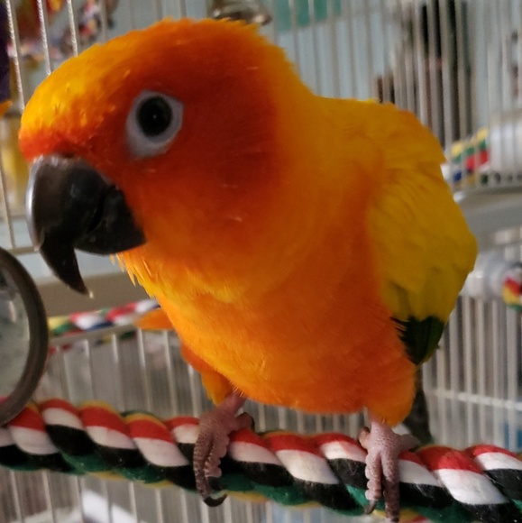 Meet your Posher, Artee - Picture 1 of 1